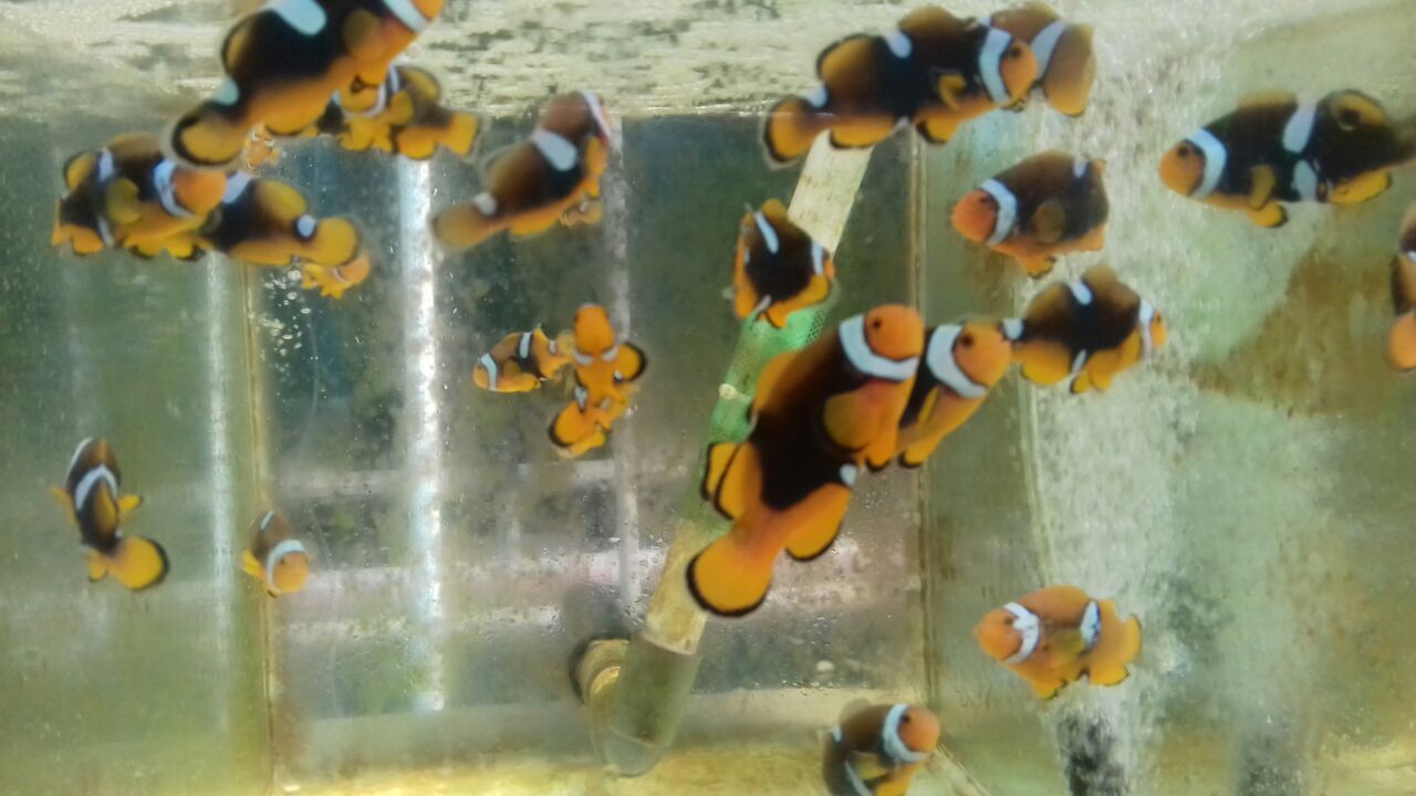 Saltwater Ornamental Aquarium Fish