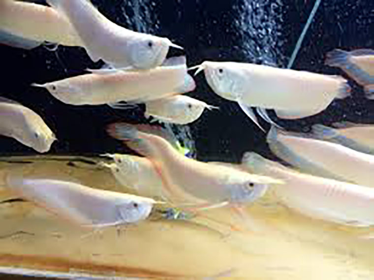 Silver Albino Arowana